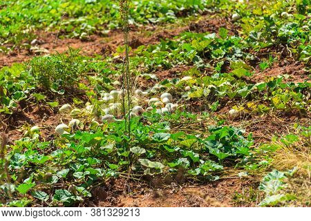 Plantation Of A Plant Popularly Known As Porongo (lagenaria Siceraria) With Fruits Ready For Harvest