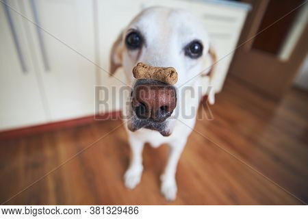 biscuit labrador