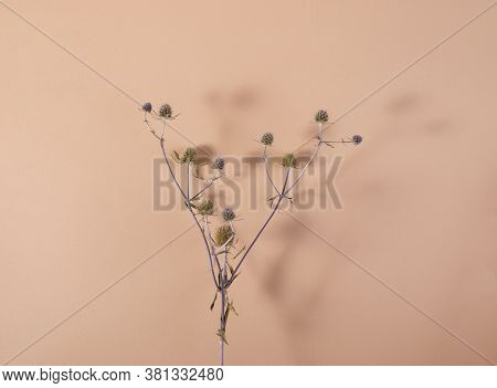 Plant Of The Genus Eryngium On A Beige Paper Background With Shadows. Minimalist Still Life Top View