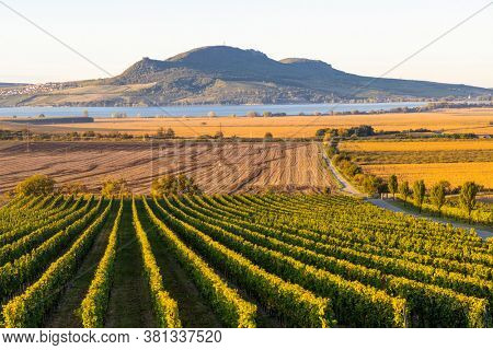 Autumn vineyards under Palava near Sonberk, South Moravia, Czech Republic
