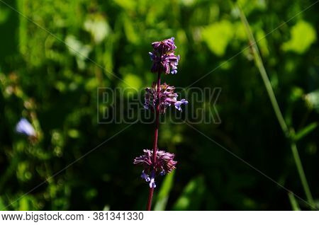 Beautiful Purple Sage Flowers Blooms In The Summer Meadow. Flower Background. Macro Photo