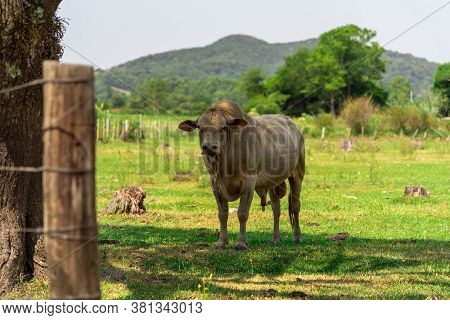 Nellore Bull. Breed Of Cattle Originating In India. It Has White Fur And Black Fur Which Gives It An