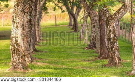 Natural Green Tunnel Formed By Tree Trunks And Green Grass