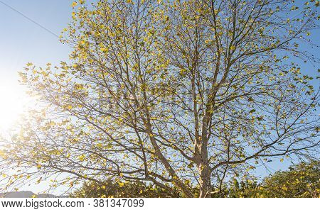 Maple Tree (platanus X Hispanica). Robust Tree, Reaching 35 To 40 M. It Has A Straight And Thick Tru
