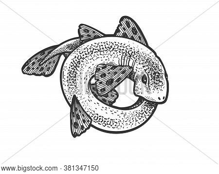 Shark Catshark Rolled In Circle Ring Sketch Engraving Vector Illustration. T-shirt Apparel Print Des