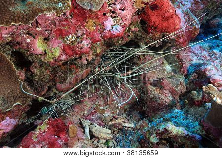 Rock hummere