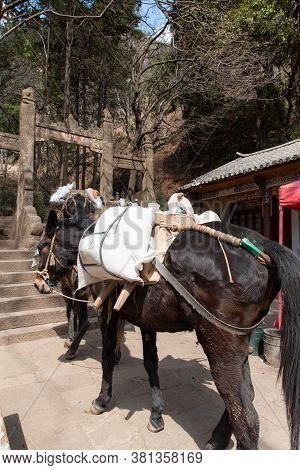 February 2019. Mules At The Foot Of The Baoxiang Temple Is Also Called The Shibao Temple, Which Is L