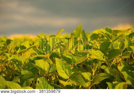 Glycine Max Plants Common Name Soybean In Agricultural Production Field In Brazil
