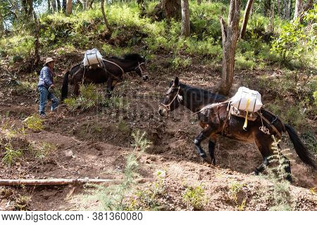 February 2019. Mules At The Foot Of The Baoxiang Temple Is Also Called The Shibao Temple, Which Is L
