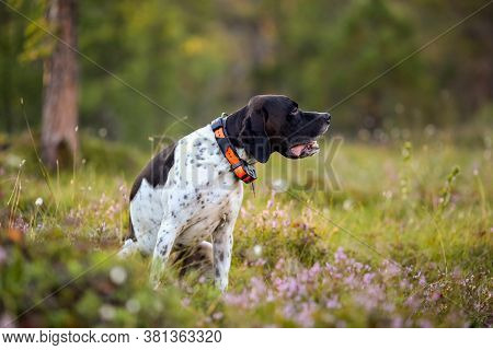 Dog English Pointer