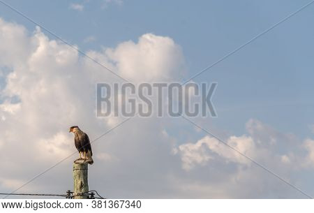 Gavião Carcará (caracara Plancus) Perched On A Power Pole And In The Background The Blue Sky