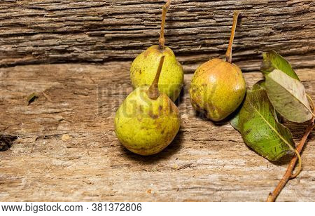 Freshly Picked Pear Fruits (pyrus Communis L) On Wooden Background