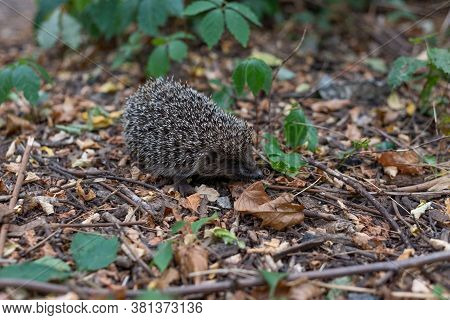 Little Lonely Hedgehog In The Forest. Sharp Spiny Hedgehog Thorns, In Green Forest Grass