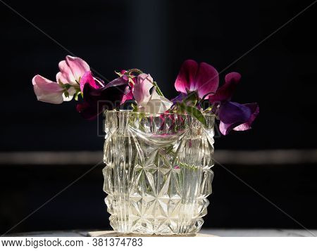 Purple Sweetpea Flowers In A Glass Vase Lit By Ray Of Sunlight Against Dark Background.