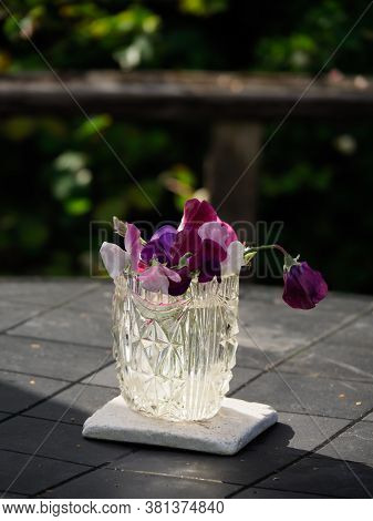 Purple Sweetpea Flowers In A Glass Vase Lit By Ray Of Sunlight Against Dark Background.