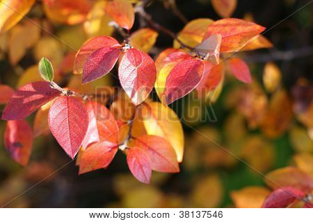Autumn Leaves