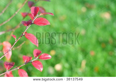 Autumn Leaves
