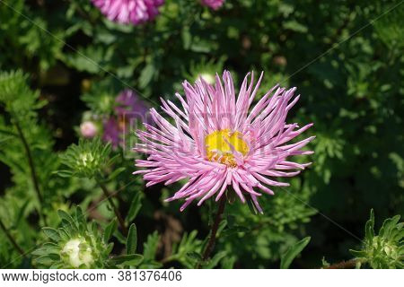 Close Shot Of Pink Flower Of China Aster With Thread Like Petals