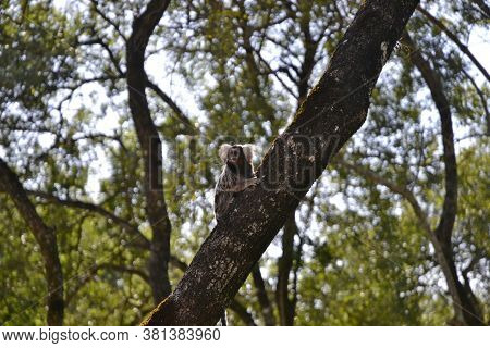 Marmoset Monkey, Callithrix Jacchus, Photographed On A Tree On A Farm In The State Of Sao Paulo, Bra