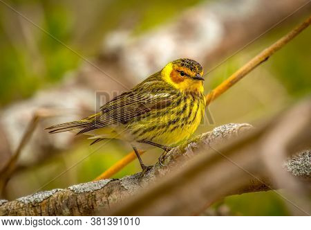 A Beautiful Male Cape May Warbler In Full Breeding Splendor Rests On A Branch As It Migrates Through