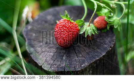 Three Red Strawberries Lie On Stump Against Background Of Green Leaves. Beautiful Composition Of Rip
