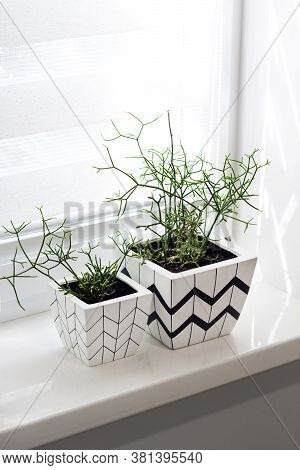 Two White Square Flower Pots With Geometric Patterns With Rhipsalis Plants Planted In Them Stand On 
