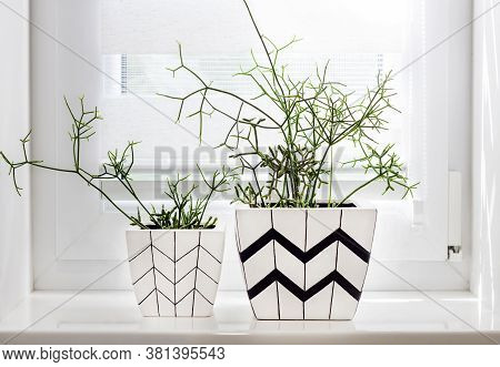 Two White Square Flower Pots With Geometric Patterns With Rhipsalis Plants Planted In Them Stand On 