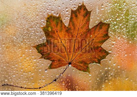 Autumn Maple Leaf Close-up On The Wet Glass Of The Window Against The Background Of Multi-colored Tr