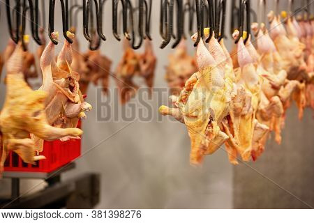 abattoir, slaughter house conveyor belt line for chickens 