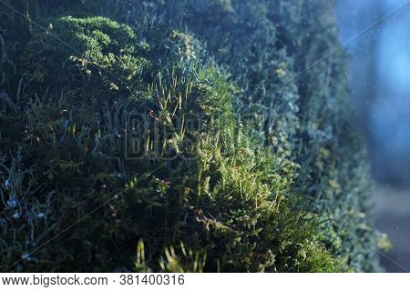 Young Green Moss On A Tree Under Raindrops With Bokeh Effect, Microplants Closeup, Natural Concept