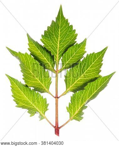 Green leaf, back light, isolated on white background