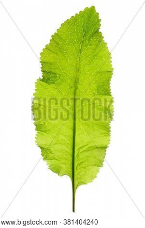 Horseradish leaf isolated on white background, back light