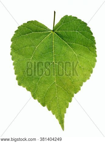 Green birch leaf, back light, isolated on white background
