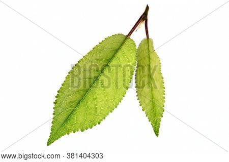 Green sprout, back light, isolated on white background