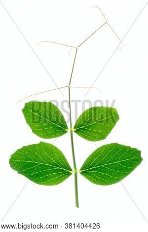 Green pea leaf, back light, isolated on white background