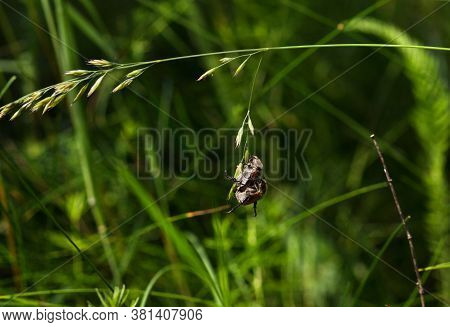 Two Green June Beetles (cotinis Nitida) Are Mating On A Herb In Summer. Concept On The Topic Of Love