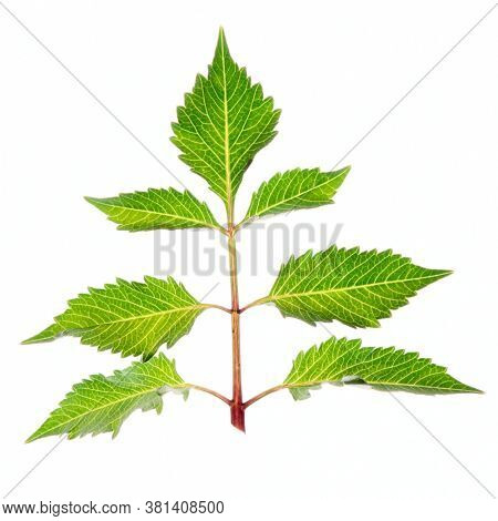 Green leaf isolated on white background, back light