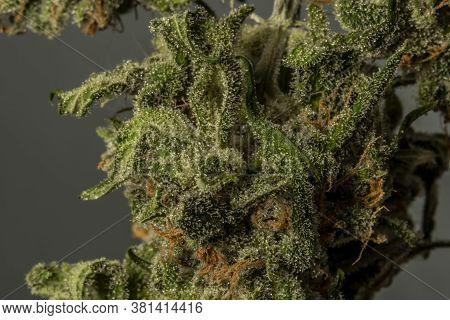 Dry Macro Strawberry Akeil Variety Of Marijuana Flower With Black Background
