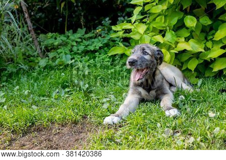 A Beautiful Brown Irish Wolfhound With Nice Expression In Head In A Garden. Puppy Irish Wolfhound Sm