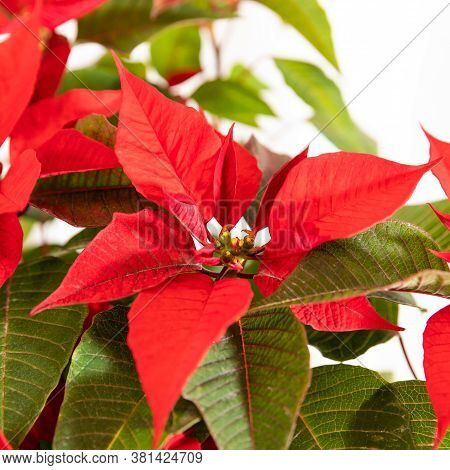 Beautiful Red Poinsettia Flower Plant Close Up