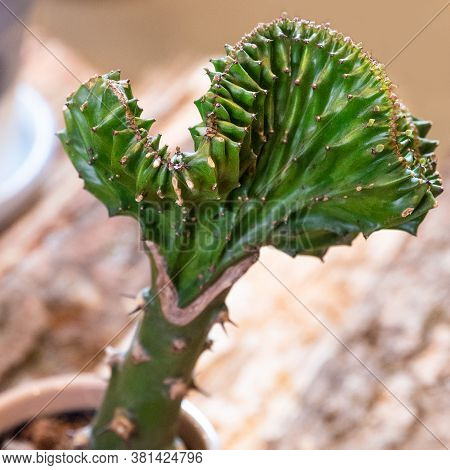 Euphorbia Lactea Cristata Cactus Close Up With Isolated Background