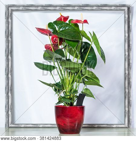 Red Anthurium Laceleaf Flower In Red Pot, Frame Background