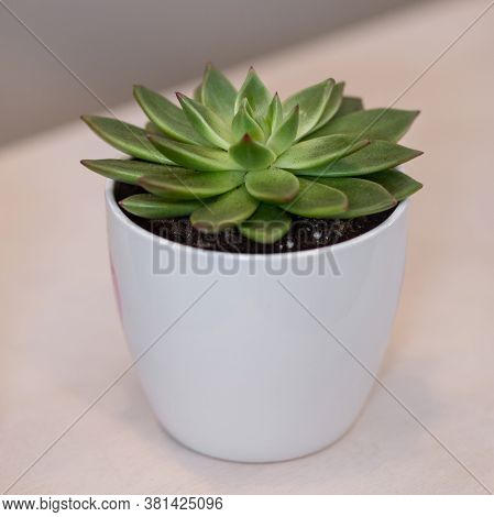 Succulent In The White Pot Close Up View