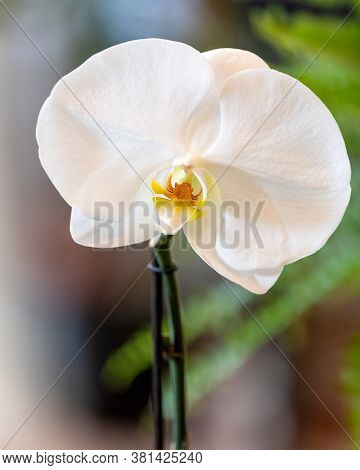 Phalaenopsis Big Singolo Orchid Close Up View