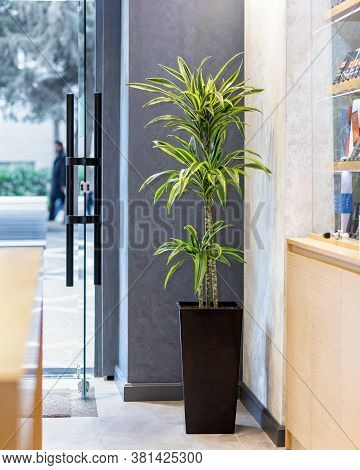 Dracaena Fragrans Dragon Plant In The Office
