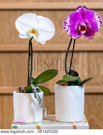 White And Pink Phalaenopsis Big Singolo Orchid