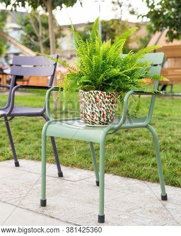 Nephrolepis Exaltata Bostoniensis - Boston Fern In The Abstract Pot At Outside
