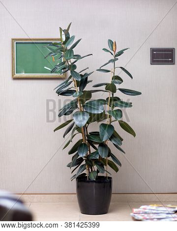 Rubber Plant, Rubber Fig, Ficus Elastica At The Office