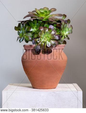 A Lot Of Succulents In One Red Pot