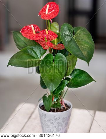 Red Anthurium Laceleaf Flower Plant In The Pot